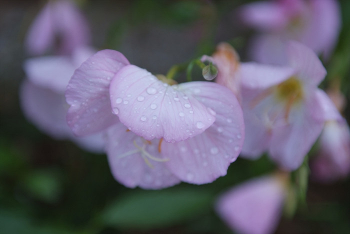 낮달맞이 - Mexican evening primrose, Oenothera speciosa