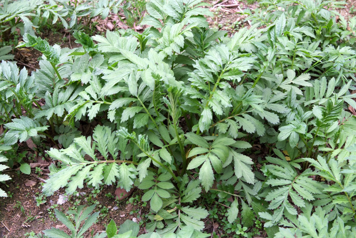 산비장이 - Mountain coronate sawwort, Serratula coronata var.insularis