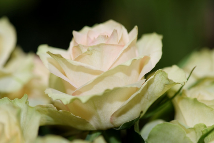 장미 - Rose, Rosa hybrida