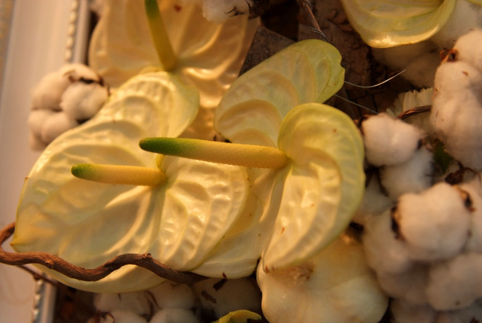 안수리움 - Flamingo lily, tailflower, laceleaf, Anthurium andraeanum