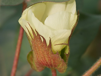 목화 사진 - Gossypium indicum Lam. Photos