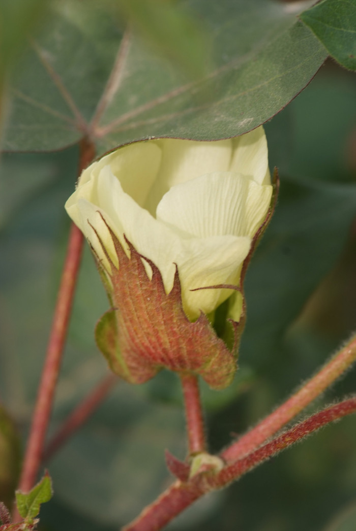 목화 - Gossypium indicum Lam.