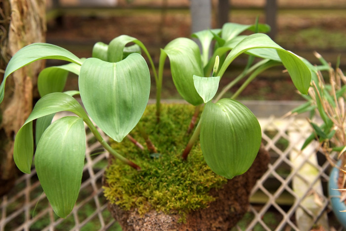 산마늘 - Allium victorialis var. platyphyllum