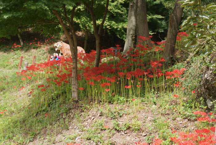 석산 - red spider lily, Lycoris radiata