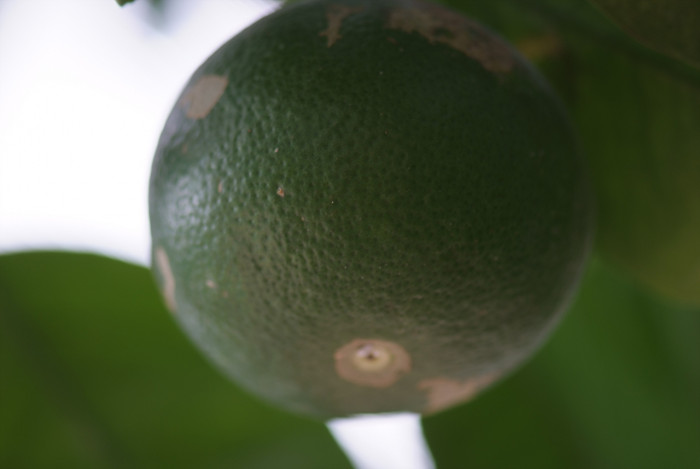 귤나무 -  , Citrus unshiu S.Marcov.