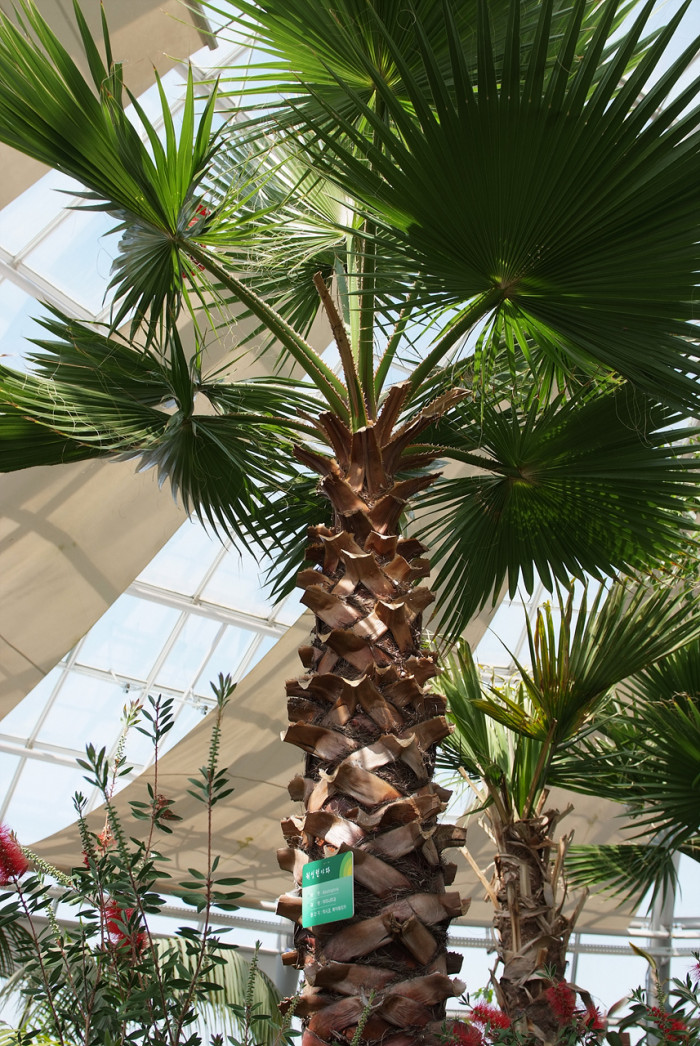 워싱턴야자 - Washington palm, California Fan Palm, Washingtonia filifera