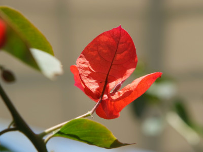 부겐베리아 사진 - Bougainvillea glabra Photos