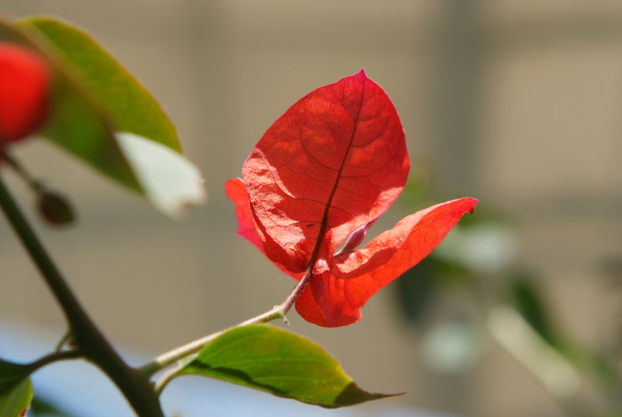 부겐베리아 - paper flower, Bougainvillea glabra
