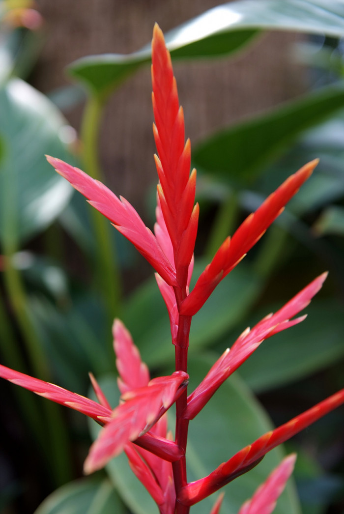 아나나스 - Ananas spp.