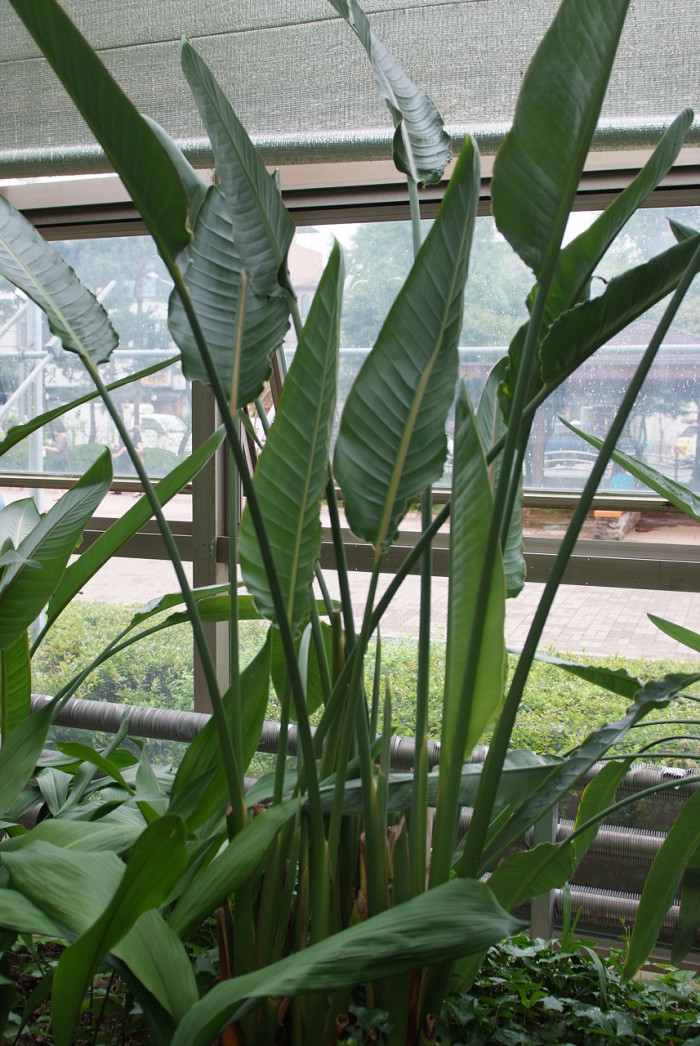 극락조화 - Bird of paradise, Strelitzia reginae