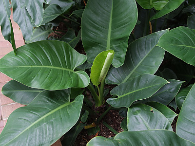필로덴드론 구티레움 사진 - Philodendron Photos