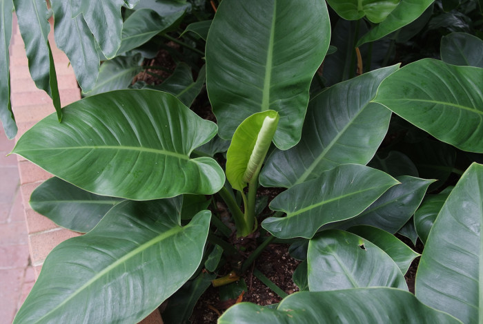 필로덴드론 구티레움 - Philodendron