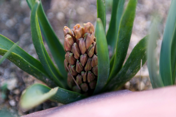 히아신스 - Hyacinth, Hyacinthus orientalis L.