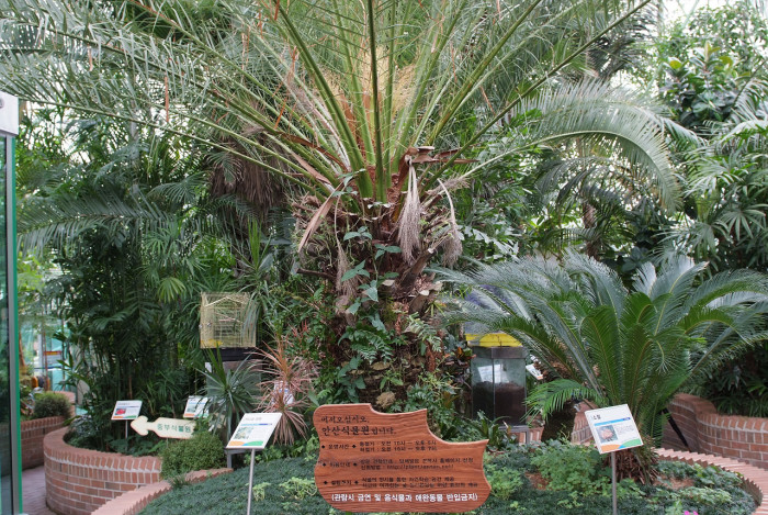 카나리아야자 - Canary Island date palm, Pineapple palm, Phoenix canariensis