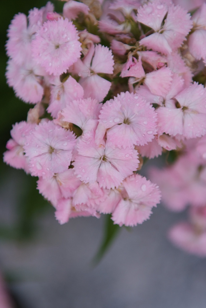패랭이꽃 - Dianthus chinensis L. var. chinensis, Dianthus chinensis L. var. chinensis