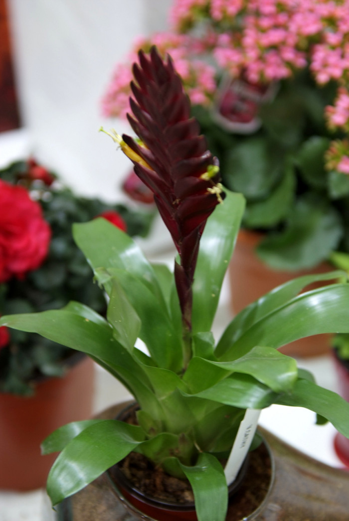틸란디시아 - Tillandsia bergeri