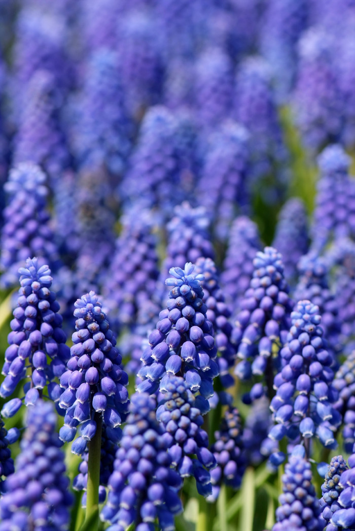 무스카리 - blue grape hyacinth, Muscari armeniacum.