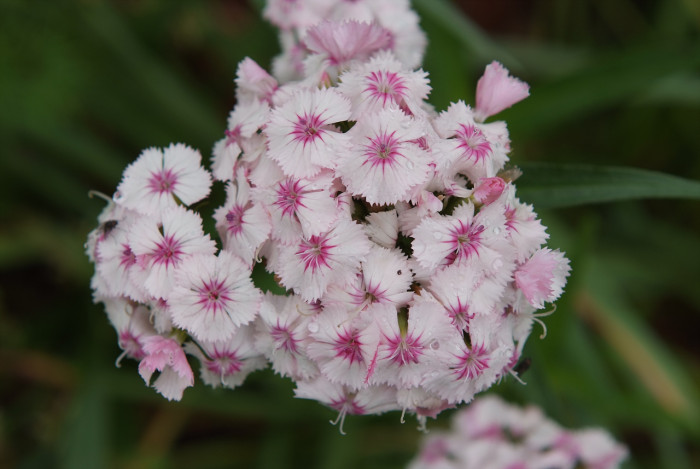 패랭이꽃 - Dianthus chinensis L. var. chinensis, Dianthus chinensis L. var. chinensis
