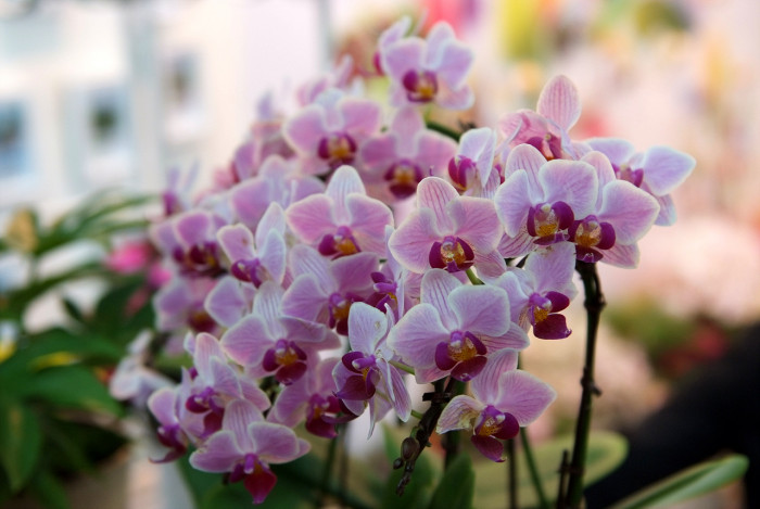 호접란 - Moth orchids, phalaenopsis