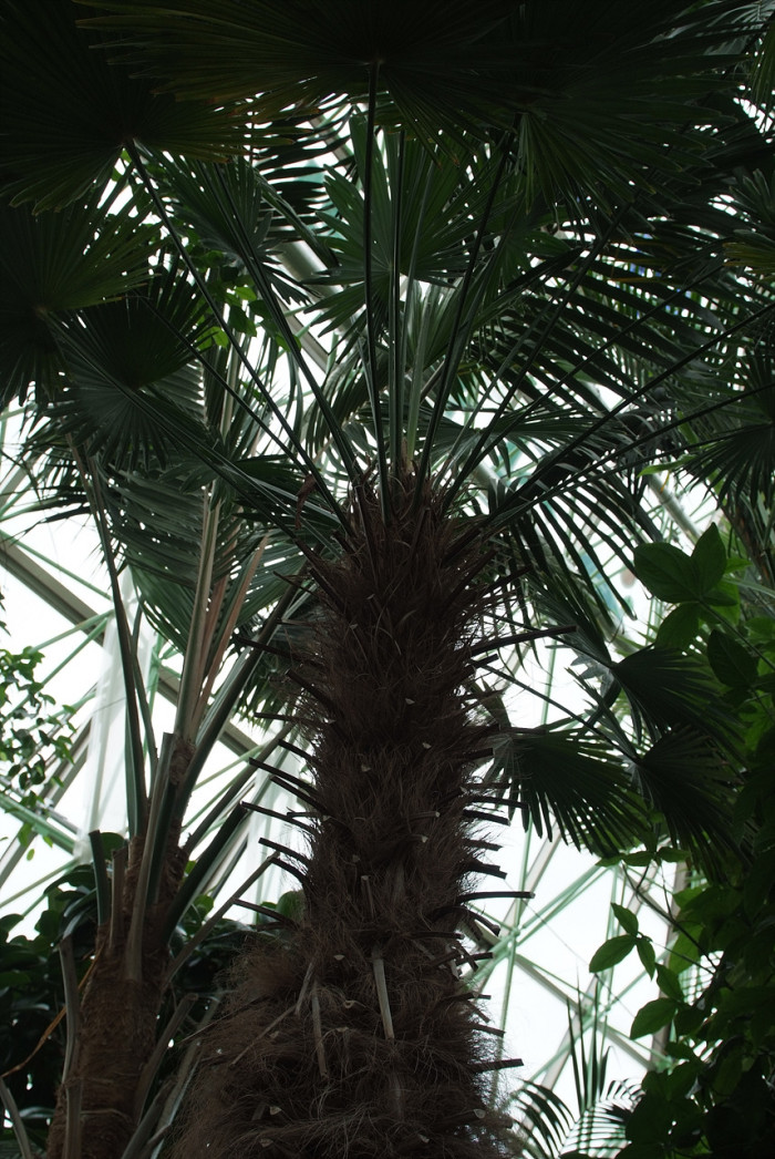 당종려 - Chinese windmill palm, windmill palm, Chusan palm, Trachycarpus fortunei
