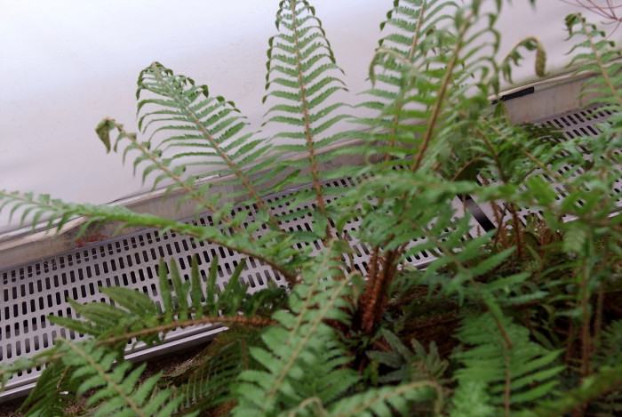 나도히초미 - Polystichum polyblepharum (Roem. ex Kunze) C.Presl var. polyblepharum