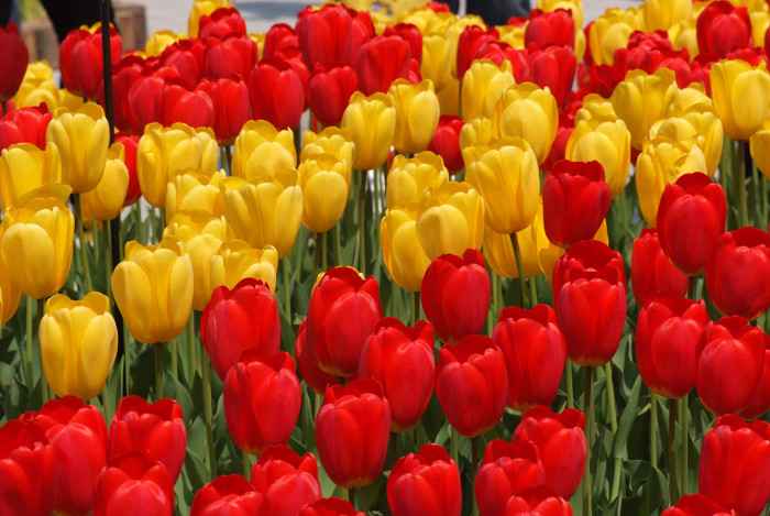 튤립 - Tulip, Tulipa gesneriana