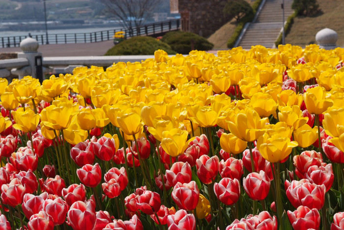 튤립 - Tulip, Tulipa gesneriana