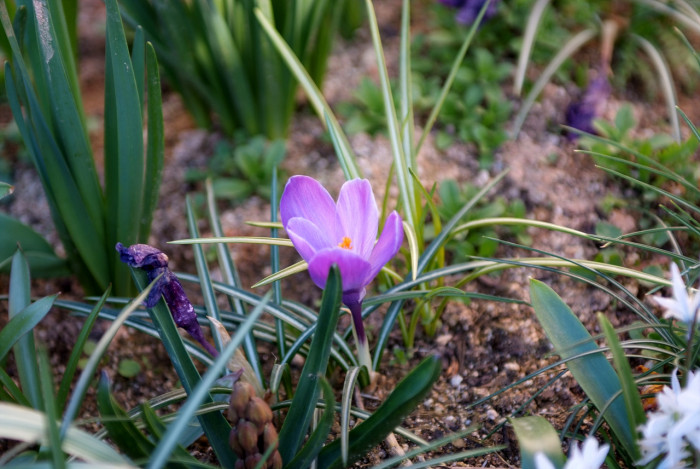 크로커스 - Crocus, Crocus spp.