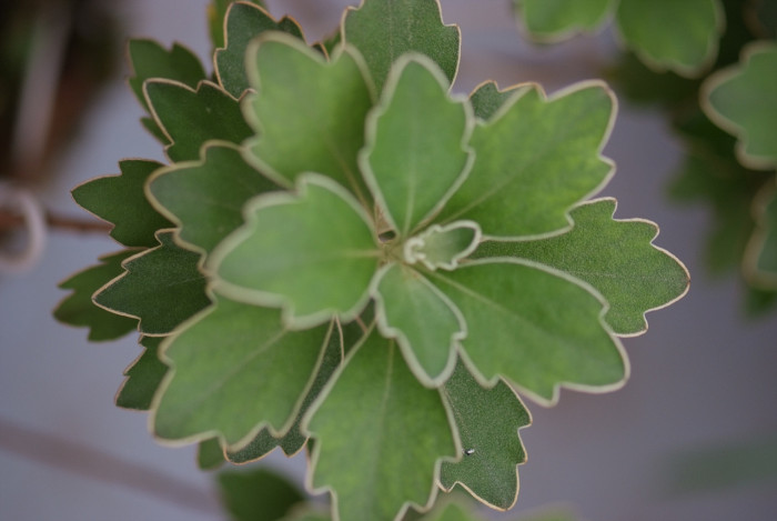 수호초 - Japanese spurge, Pachysandra terminalis Siebold & Zucc.