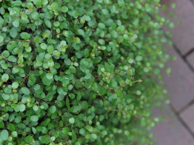 트리안 사진 - Muehlenbeckia complexa Photos