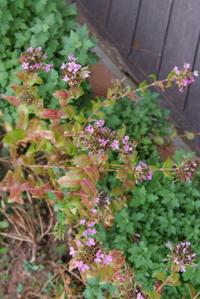 갯패랭이꽃 - Dianthus japonicus