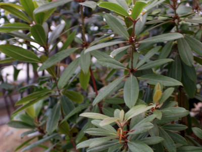 만병초 사진 - Rhododendron brachycarpum D.Don ex G.Don Photos