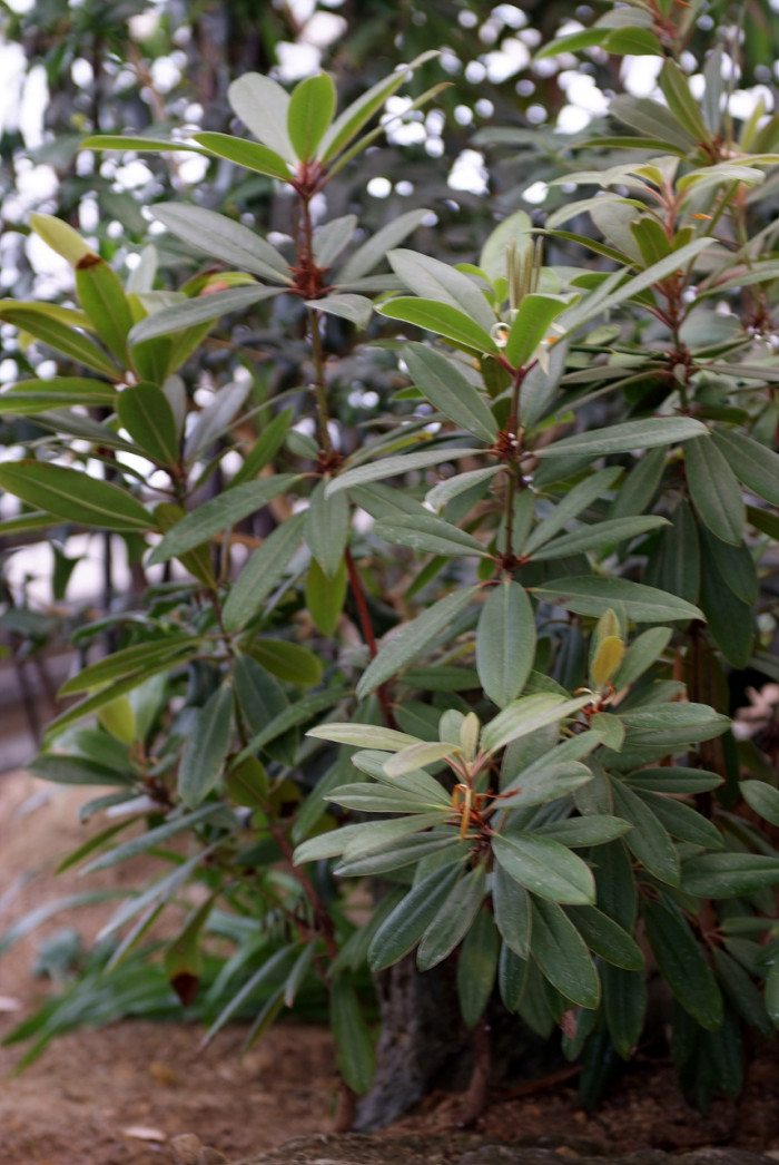 만병초 - Rhododendron brachycarpum D.Don ex G.Don