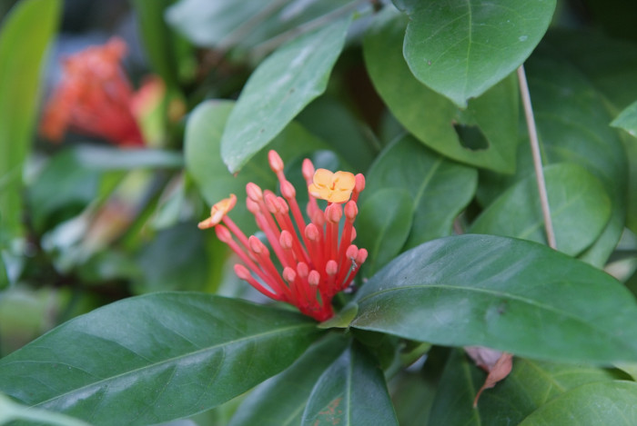 익소라 차이넨시스 - Ixora chinensis