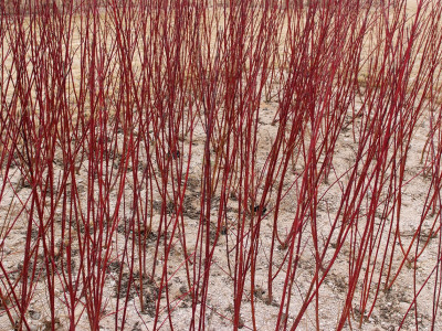 흰말채나무 사진 - Cornus alba L. Photos