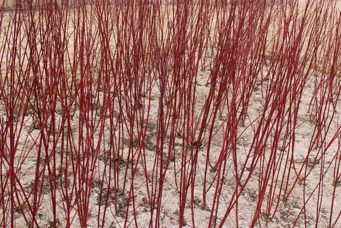 흰말채나무 - Cornus alba L.