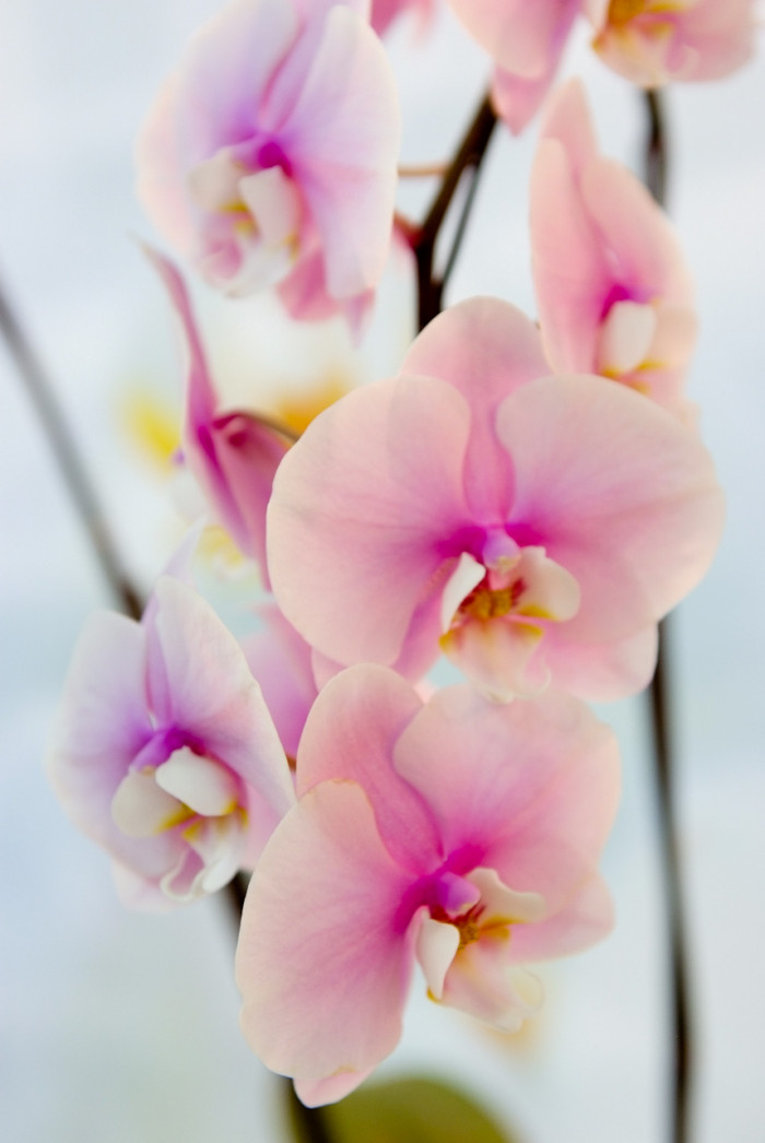 호접란 - Moth orchids, phalaenopsis