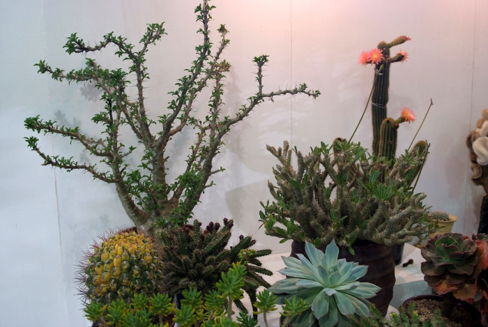 선인장 - Opuntia ficus-indica Mill.