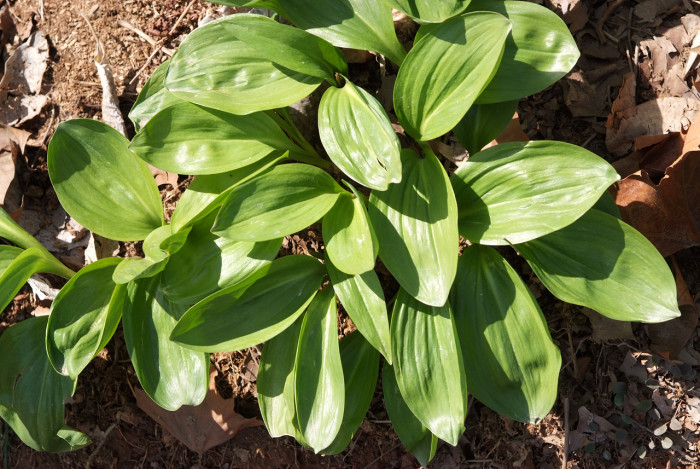 산마늘 - Allium victorialis var. platyphyllum