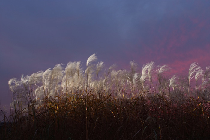 억새 - peder, Miscanthus sinensis var. purpurascens (Andersson) Rendle