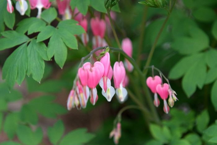 금낭화 - Dicentra spectabilis
