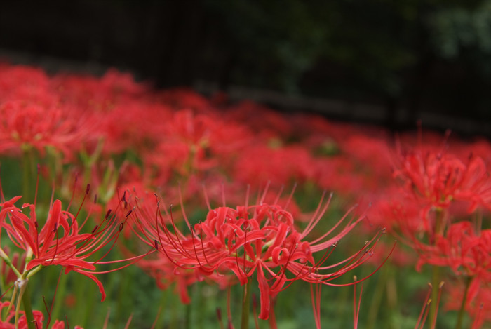 석산 - red spider lily, Lycoris radiata
