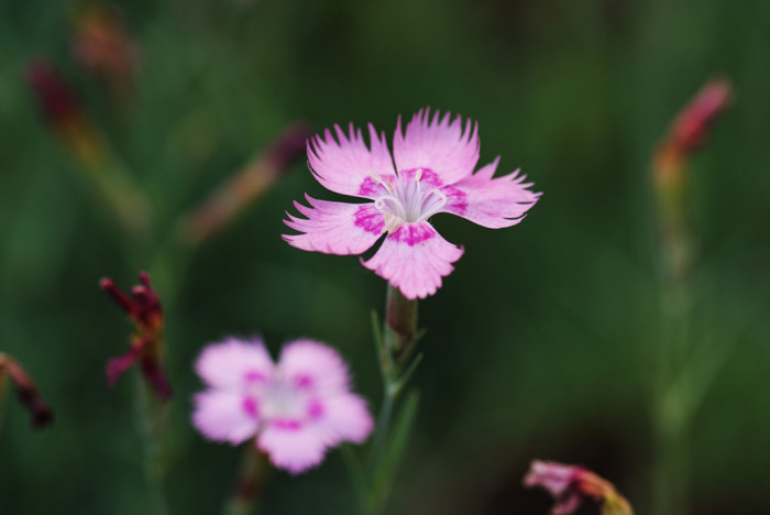 패랭이꽃 - Dianthus chinensis L. var. chinensis, Dianthus chinensis L. var. chinensis
