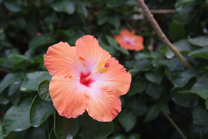 하와이무궁화 - hawaiian hibiscus, Hibiscus rosa-sinesis L.