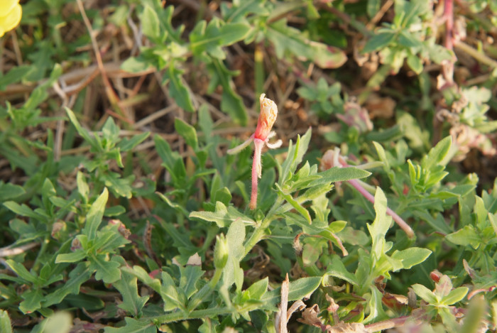 달맞이꽃 - 달맞이 꽃, Oenothera odorata