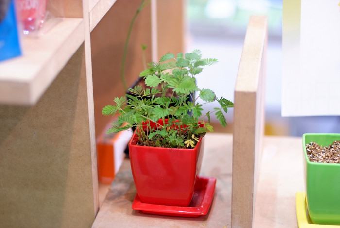미모사 - Minosa pudica L.