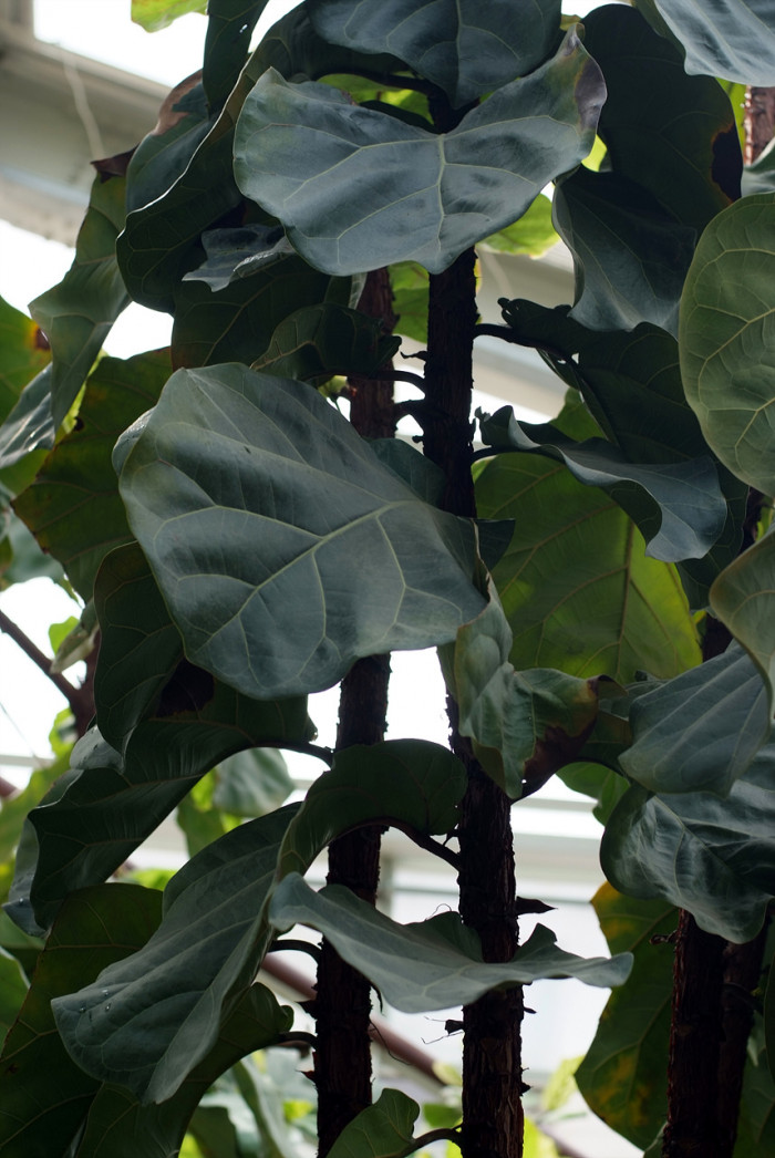 떡갈잎고무나무 - Ficus lyrata