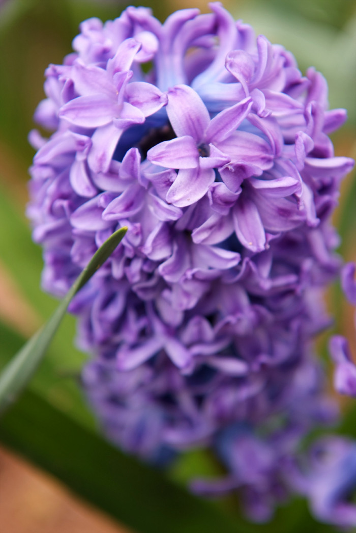 히아신스 - Hyacinth, Hyacinthus orientalis L.