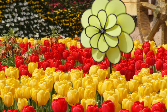 튤립 - Tulip, Tulipa gesneriana
