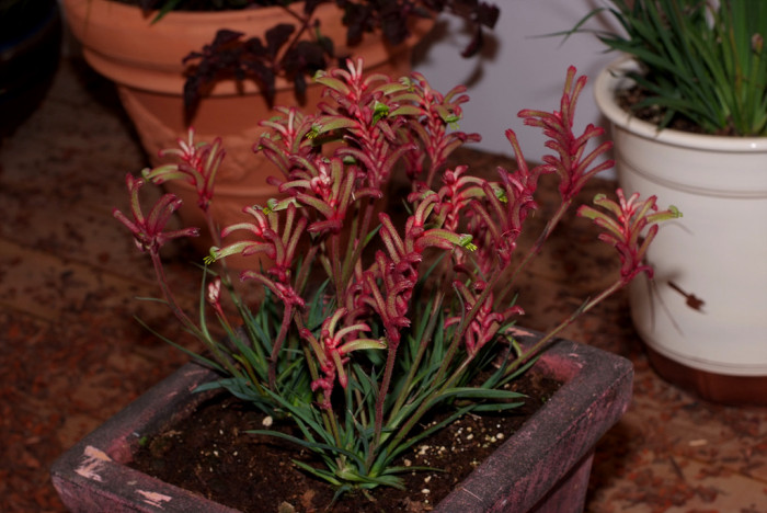 아나고잔서스 - Kangaroo paw, Anigozanthos Labill.